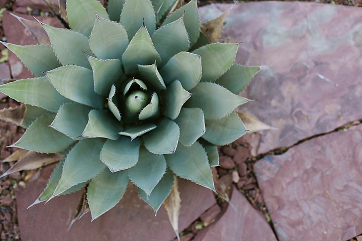 desert botanical garden engagement